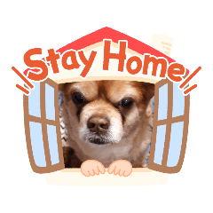 [LINEスタンプ] チワワのちーちゃん