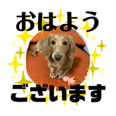 [LINEスタンプ] ダックス ヴェル