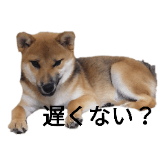 [LINEスタンプ] 日常会話（柴犬）