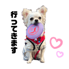 [LINEスタンプ] 愉快な仲間達(犬と猫達)
