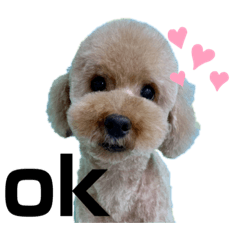 [LINEスタンプ] トイプードルのエルフ