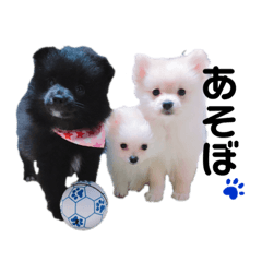 [LINEスタンプ] うちのポム