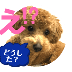 [LINEスタンプ] ショコロン家族用2