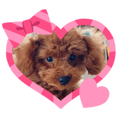[LINEスタンプ] トイプードルのロイちゃん