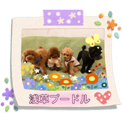 [LINEスタンプ] 浅草プードル