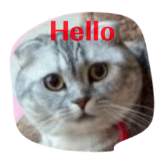 [LINEスタンプ] アクア、レオ'sスタンプ