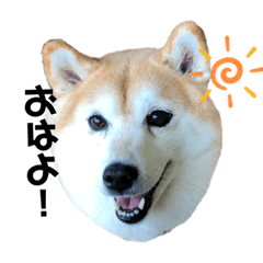 [LINEスタンプ] 柴犬らんの日常②