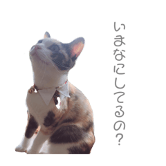 [LINEスタンプ] そらまめの日常