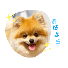 [LINEスタンプ] ポメラニアンのココちゃん