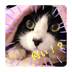 [LINEスタンプ] 我が家の4匹ねこズ。ver.2