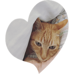 [LINEスタンプ] 茶色の猫のスタンプ001