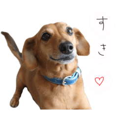 [LINEスタンプ] こたろースタンプ第二弾