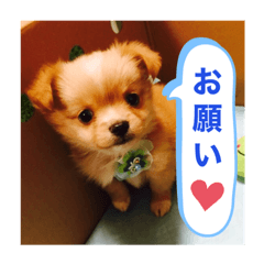 [LINEスタンプ] うぃるくんすたんぷ