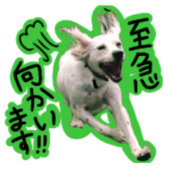 [LINEスタンプ] うちの犬と猫スタンプ