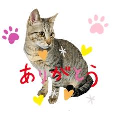 [LINEスタンプ] とらきちとらきち7777