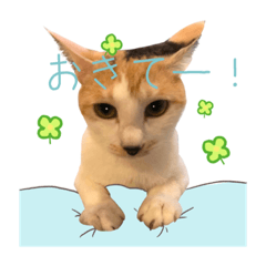 [LINEスタンプ] おかかちゃんのスタンプ