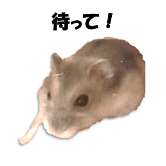 [LINEスタンプ] キムチです。1個目
