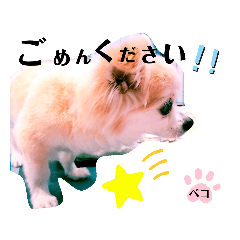 [LINEスタンプ] 愛犬ペコ＆チョコ♡