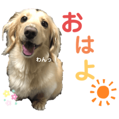 [LINEスタンプ] ぷりんスタンプ♡