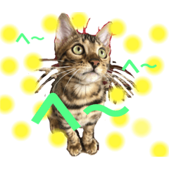 [LINEスタンプ] ベンガルmirko＆dianaミルコとディアナ