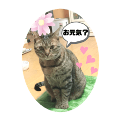 [LINEスタンプ] わたしのにゃんこ3兄弟♡A