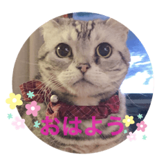 [LINEスタンプ] 猫のひなちゃん