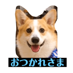 [LINEスタンプ] もなかと一緒に家族の連絡