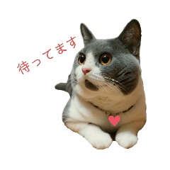 [LINEスタンプ] あごひげにゃんこ はちわれえいた