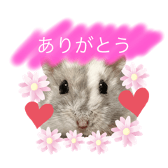 [LINEスタンプ] ハムスターのマチュピチュ