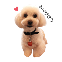 [LINEスタンプ] マルチーズのマル殿