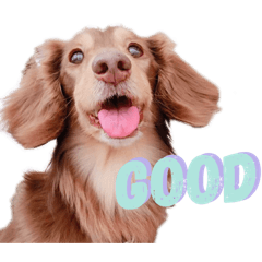 [LINEスタンプ] LOCOくん