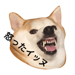 [LINEスタンプ] 顔だけイッヌ。