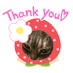 [LINEスタンプ] マンチカン短足ふとっちょポポミのまいにち