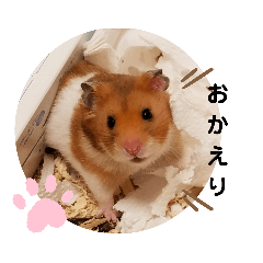 [LINEスタンプ] ハムスターの赤ちゃん達