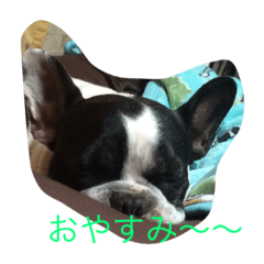 [LINEスタンプ] ブヒ