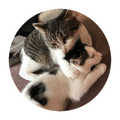 [LINEスタンプ] 保護猫(犬)