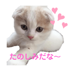 [LINEスタンプ] ねこちゃんメッセージスタンプ2