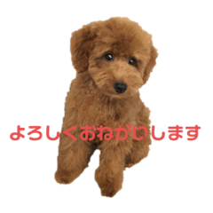 [LINEスタンプ] 我が家のきーたんパート2