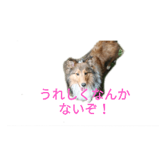 [LINEスタンプ] シェルティアシュちゃんのふんわりスタンプ