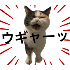 [LINEスタンプ] にゃんこ日常つかえるスタンプ