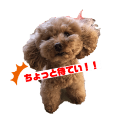 [LINEスタンプ] トイプードル「らむ」の日常♡ part.2