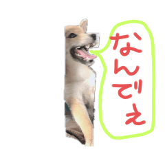 [LINEスタンプ] ブサカワ柴犬きなこ