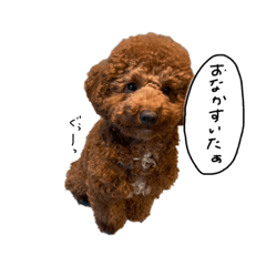 [LINEスタンプ] トイプードルマック！