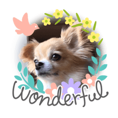 [LINEスタンプ] チワワのれん君