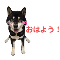 [LINEスタンプ] ♡黒柴りき♡