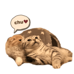 [LINEスタンプ] たぬもた⑧