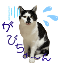 [LINEスタンプ] ウチの猫様〜ハチワレちょび髭KAiTOくん〜