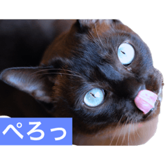 [LINEスタンプ] 青い瞳の猫ジル
