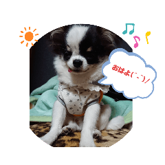 [LINEスタンプ] チワワラブ