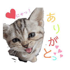 [LINEスタンプ] なつっこ 久穏(くおん)ちゃんฅ•ω•ฅ